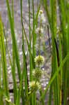 American bur-reed